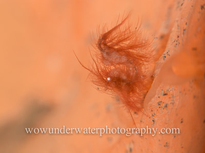 Microscopic ALGAE SHRIMP on orange covering sponge.