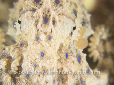 BLUE RINGED OCTOPUS close up.