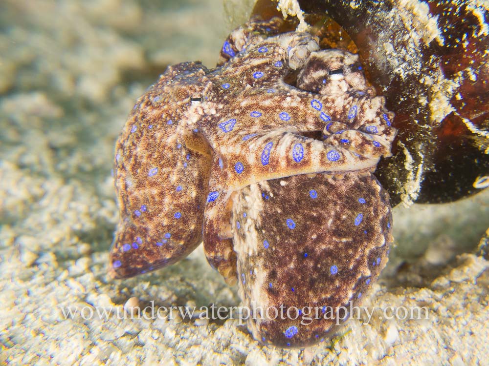 Bluering Octopus Pair #00014 web