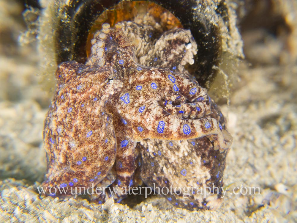 Bluering Octopus Pair #00015 web