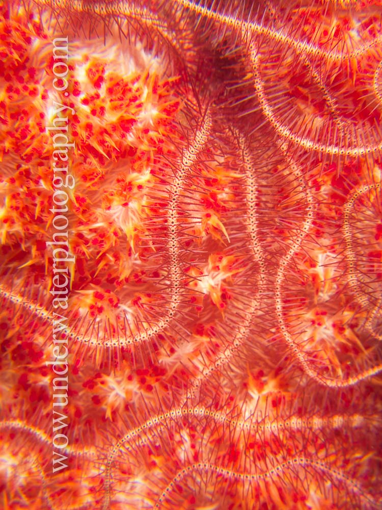 Brittle Star colony on soft coral #00015 web