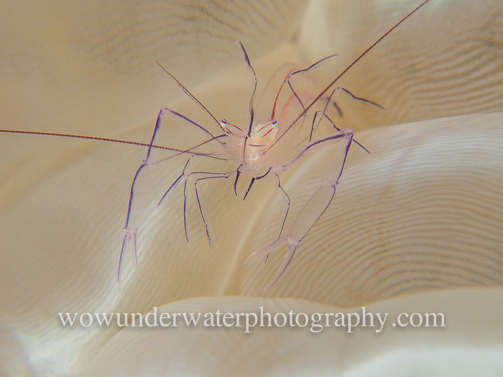 Bubble Coral Shrimp #00002 web