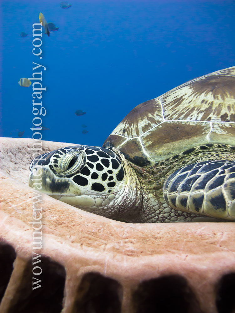 Turtle sleeping in Barrel Sponge