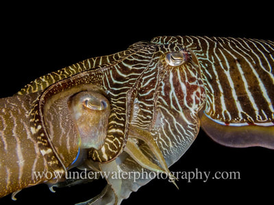 Matting cuttlefish pair from Padang Bai.