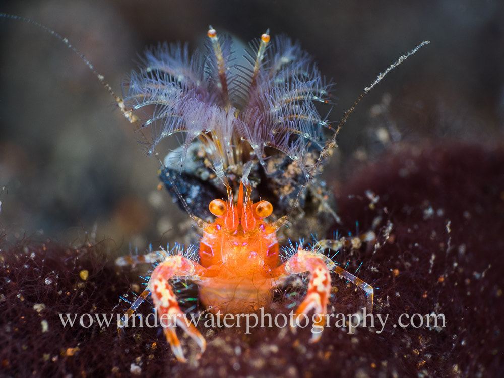 Cheeky Squat Lobster and tube worm#00092
