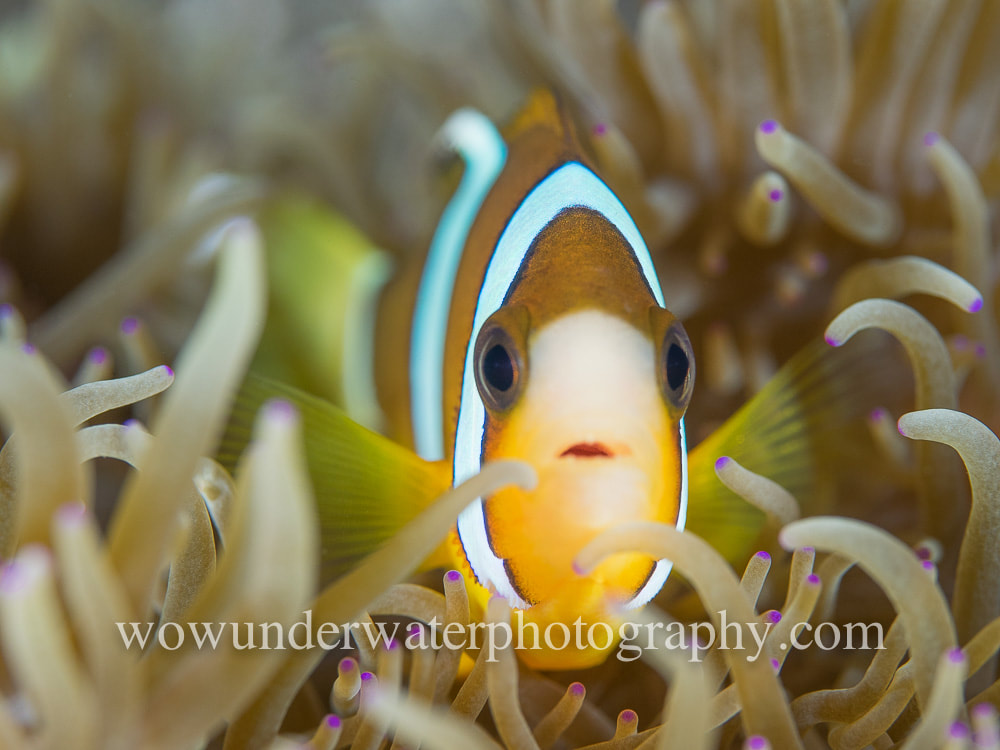 Juvenile Clown Fish #00010 bestsellers web
