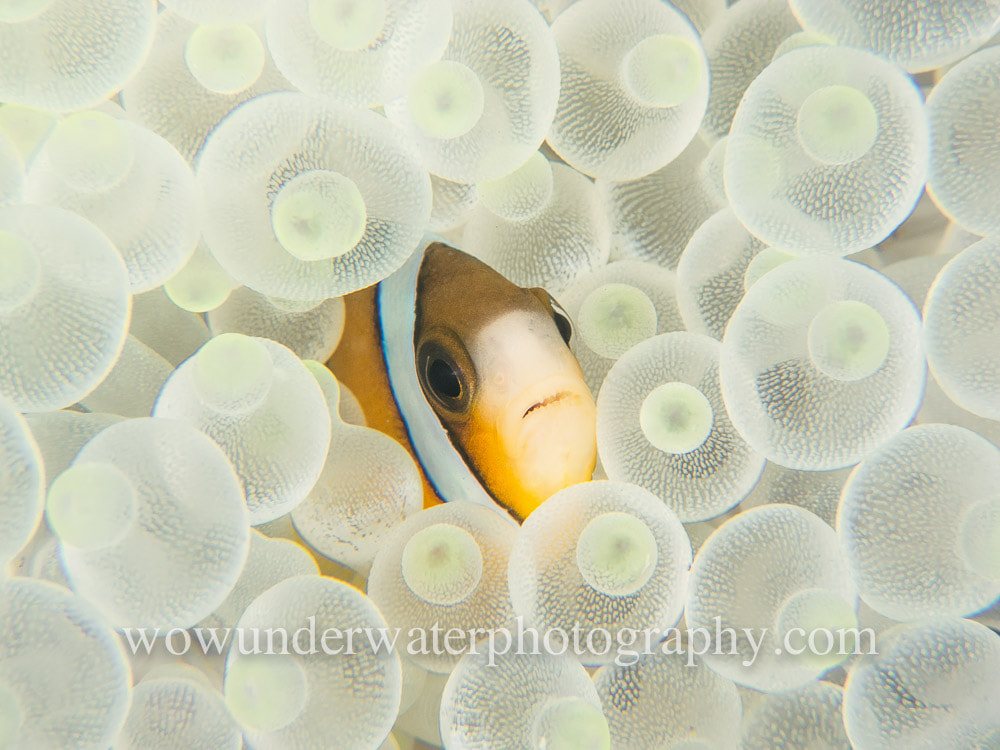 Nemo hiding in bubble anemone