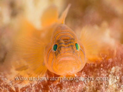 CONVICT GOBY close up in Kwinana Western Australia.