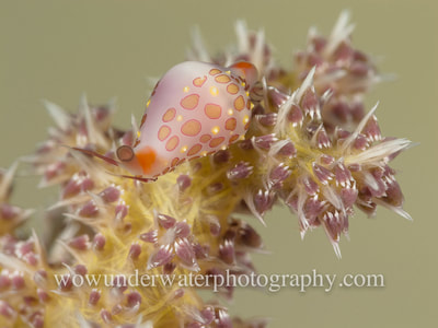 Cowrie @ home on a soft coral in Menjangan.