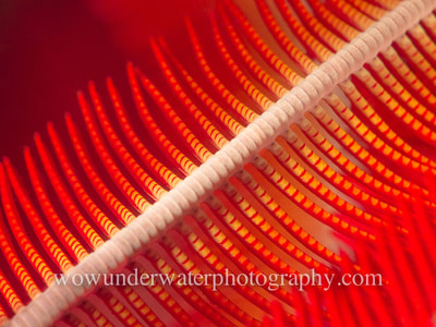 CRINOID or Feather Star close up detail.