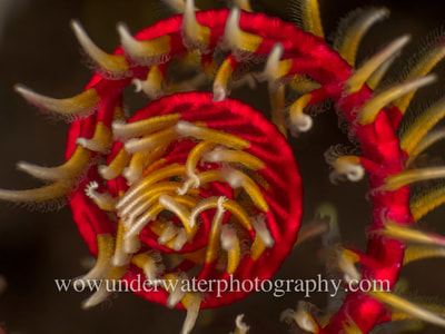CRINOID or Feather Star Curl.