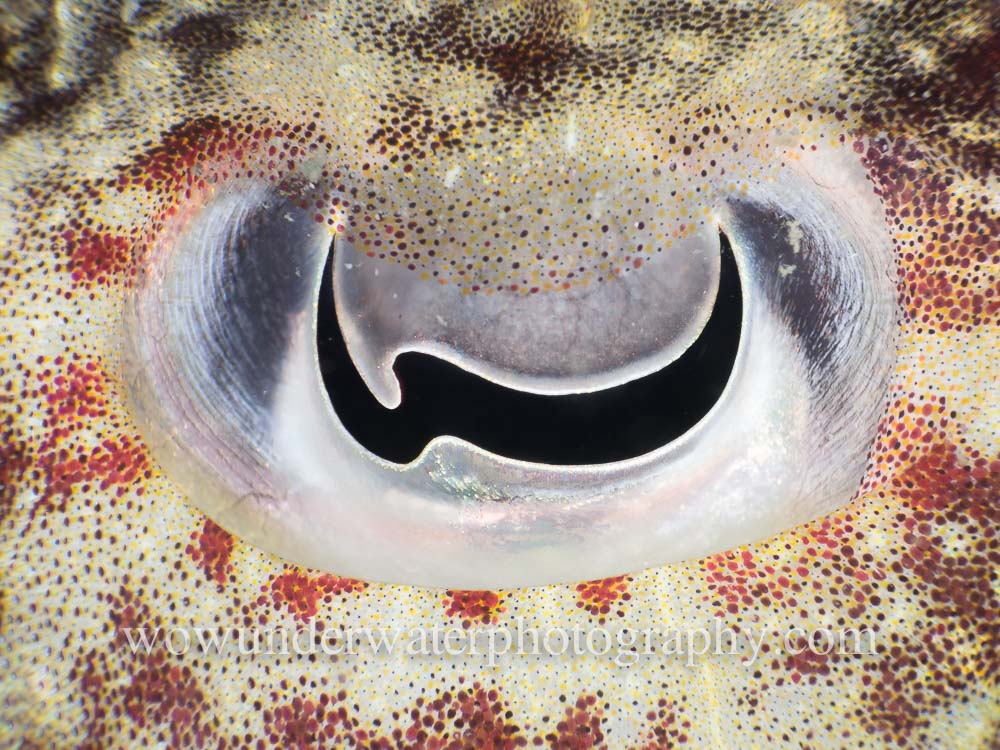 Cuttlefish Eye #00011 web 