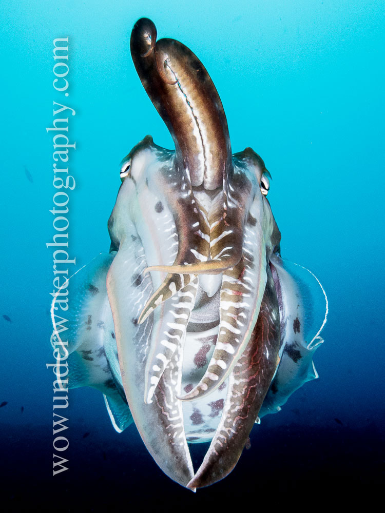 Cuttlefish in the blue