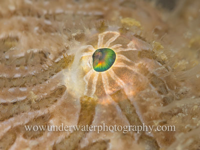  Hairy Frog Fish eye detail.
Found in Rockingham Western Australia.