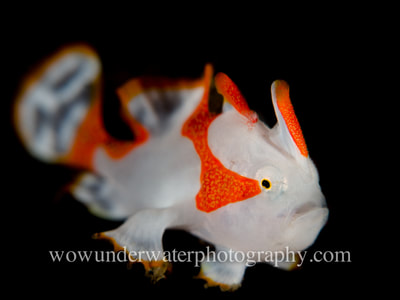 Juvenile Warty or Clown Frog Fish. 