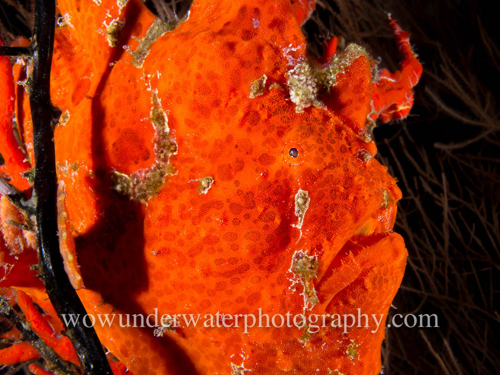 Large Painted Frog Fish in Black Coral