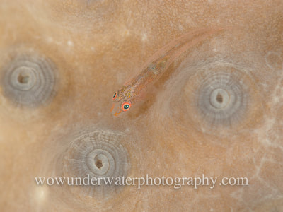 GOBY on hard coral.