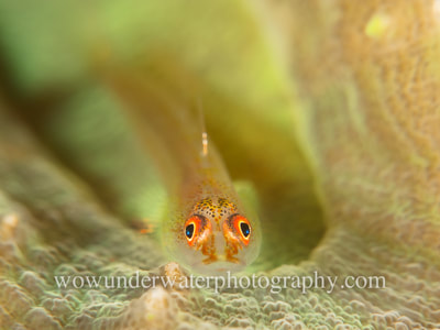GOBY on hard coral from Indonesia.