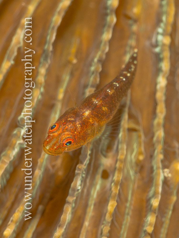 GOBY on hard coral #00016