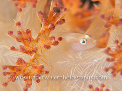 GOBY on pretty soft coral.