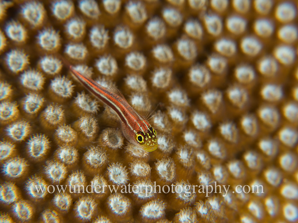 GOBY #00021 web