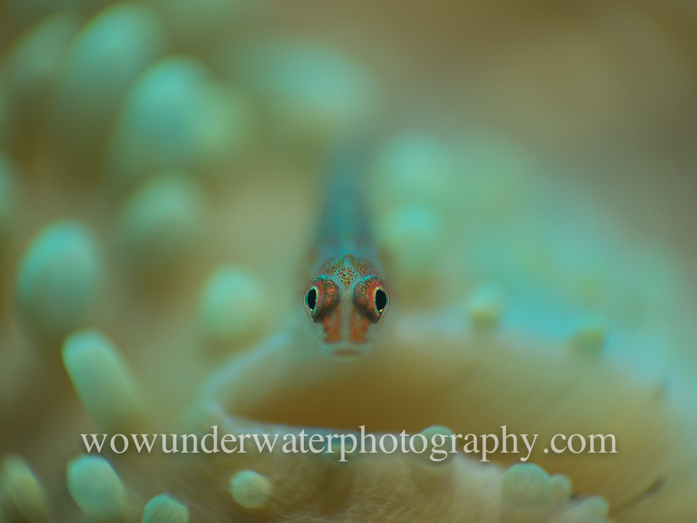GOBY #00024 web