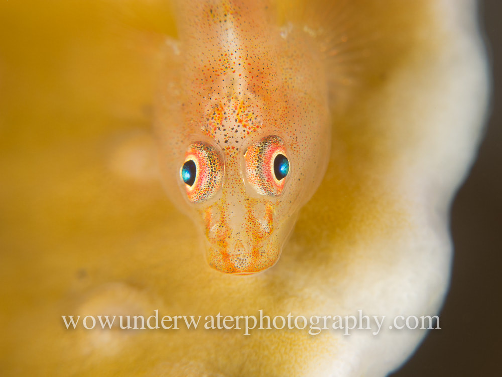 GOBY #00026 web
