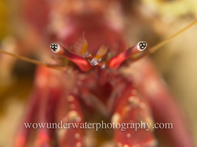 Hermit Crab shot with a very shallow depth of field in Kwinana Western Australia.