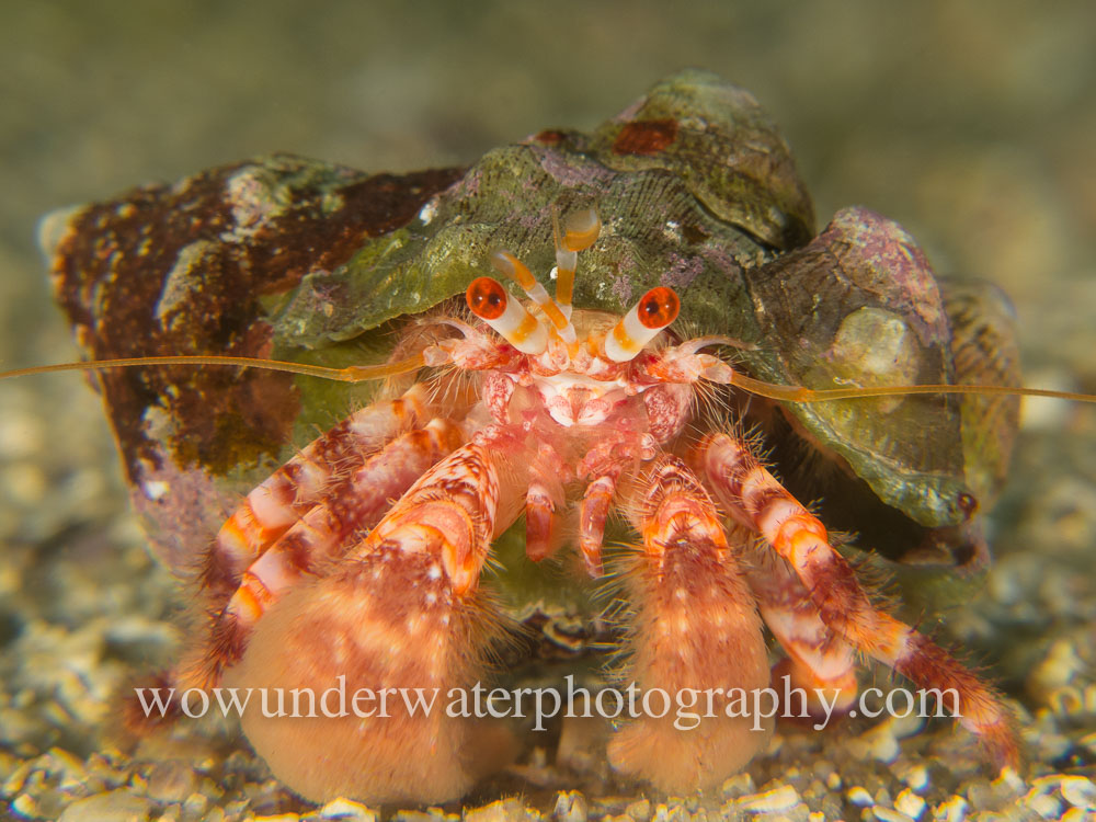 Hermit Crab #00017 web