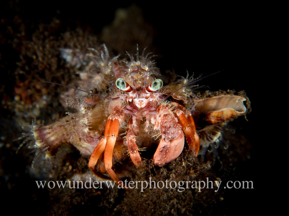Hermit Crab #00018 web