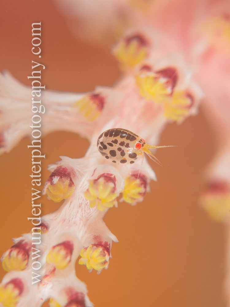 Ladybug Amphipod on soft coral #00001 