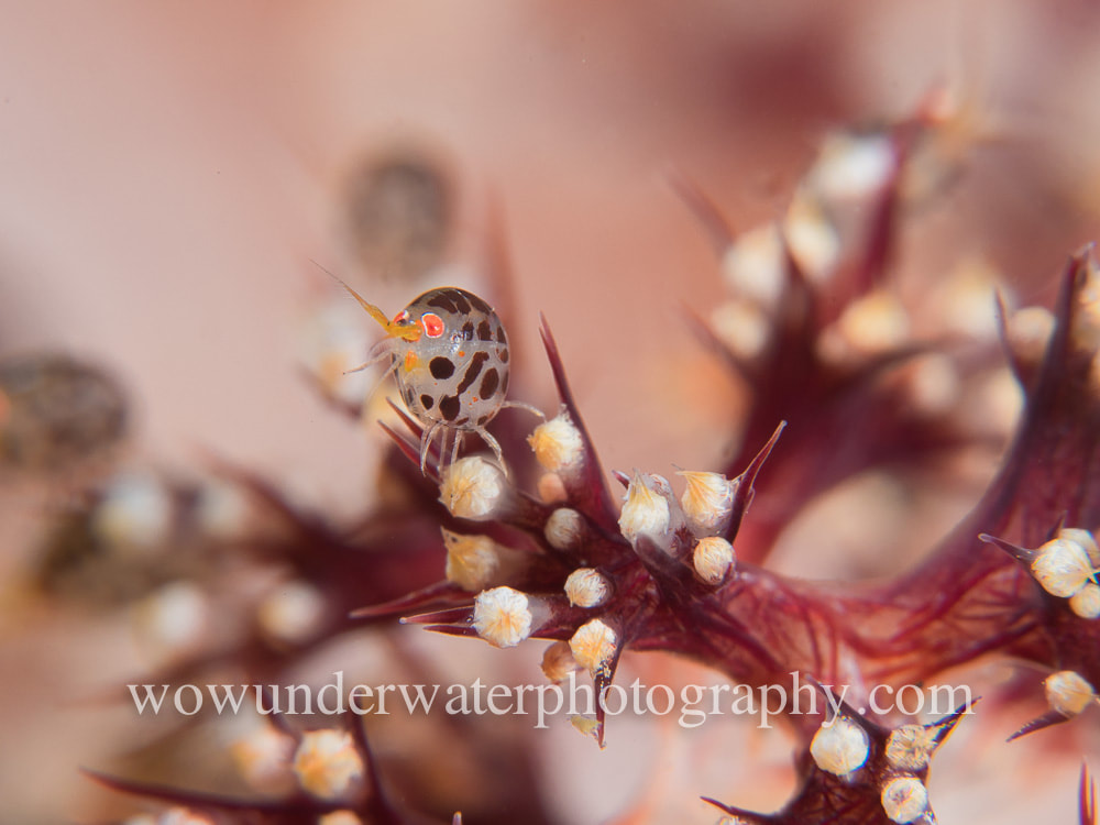 Ladybug Amphipod on soft coral #00002 web