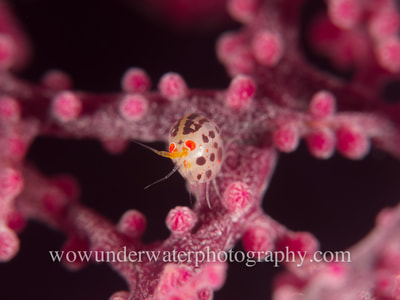 Ladybug Amphipod on Giant Gorgonian sea fan in Tulamben.
