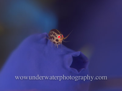 Ladybug Amphipod on a purple tunicate in Bali Indonesia.