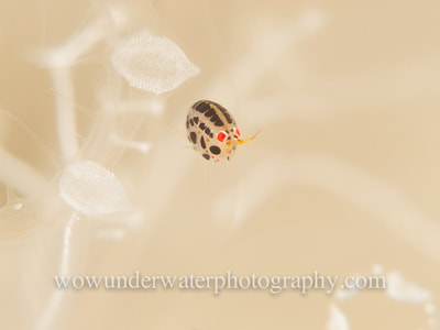 Ladybug Amphipod on transparent tunicate colony with white detail.