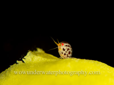 Ladybug Amphipod on bright yellow sponge.