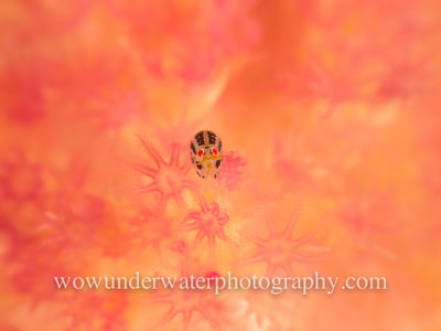 Ladybug Amphipod on soft coral.