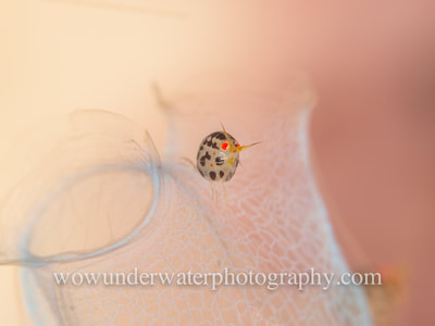 Ladybug Amphipod on transparent light blue tunicate.
