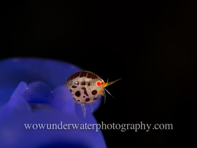 Ladybug Amphipod on Purple Tunicate.