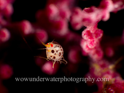 Ladybug Amphipod on gorgonian fan.