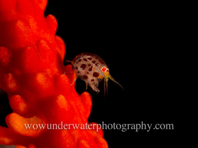 Ladybug Amphipod on black coral.