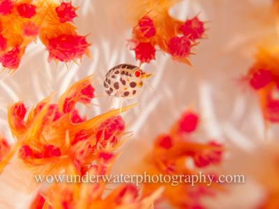 Ladybug Amphipod on beautiful white, red & yellow soft coral.