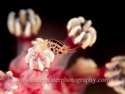 LADYBUG AMPHIPOD on soft coral polyps.