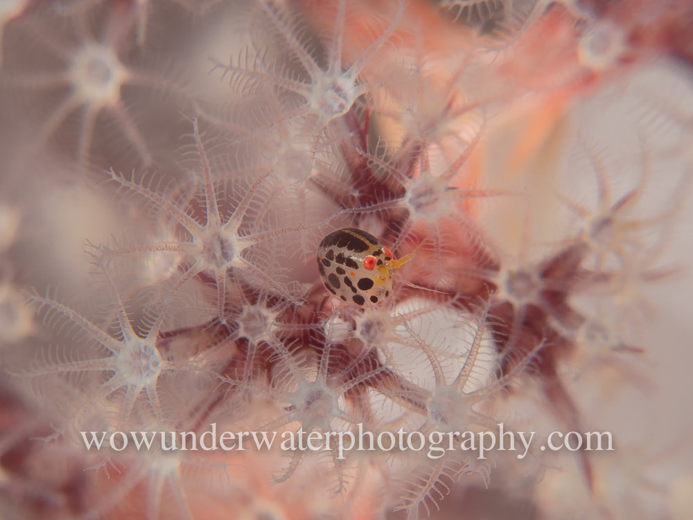 Ladybug Amphipod on soft coral polyps #00019 web