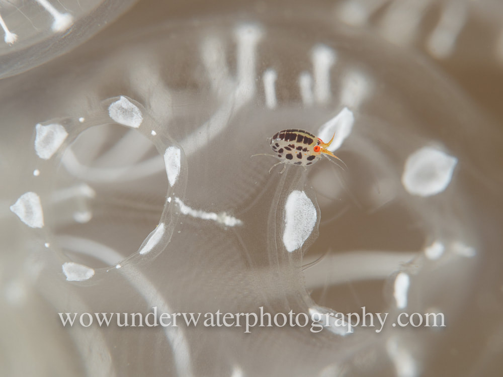 Ladybug Amphipod on clear tunicate colony #00020 web