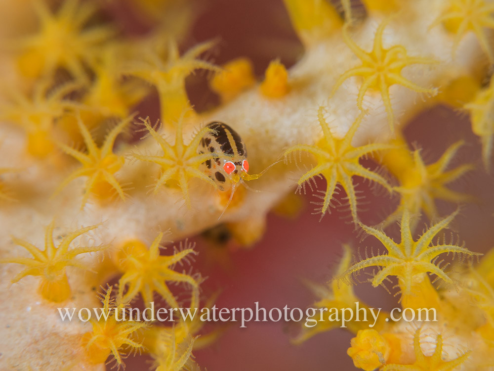 Ladybug Amphipod on yellow soft coral #00021