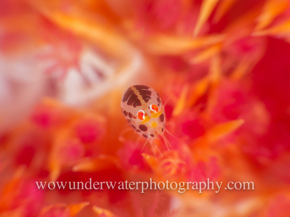 Ladybug Amphipod #00022 web