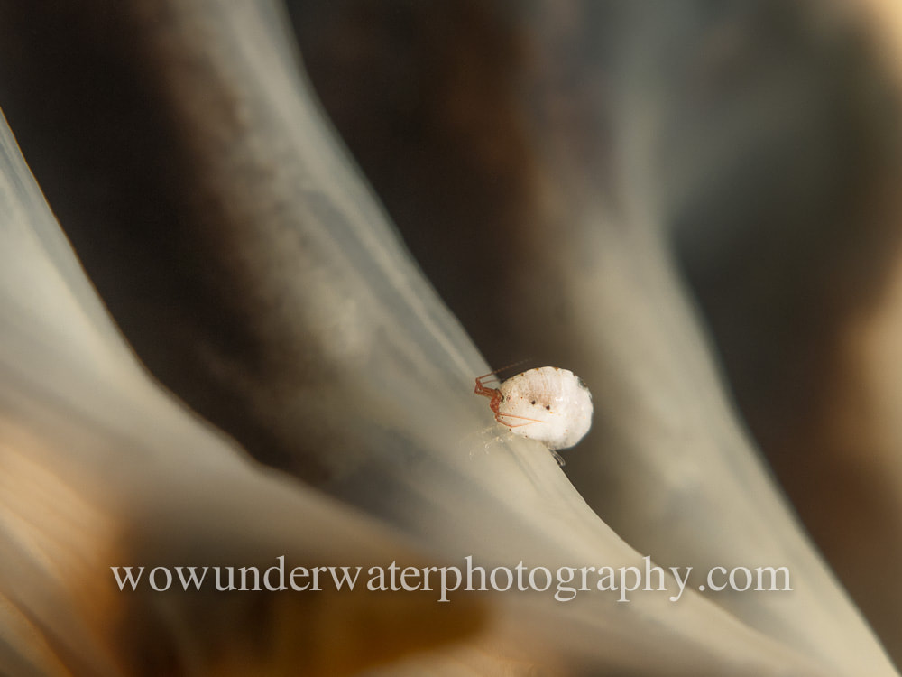 Ladybug Amphipod on Sea Pen