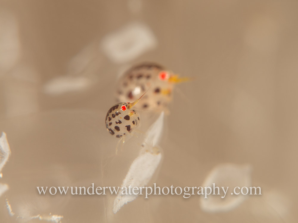 Ladybug Amphipod Pair on clear tunicates