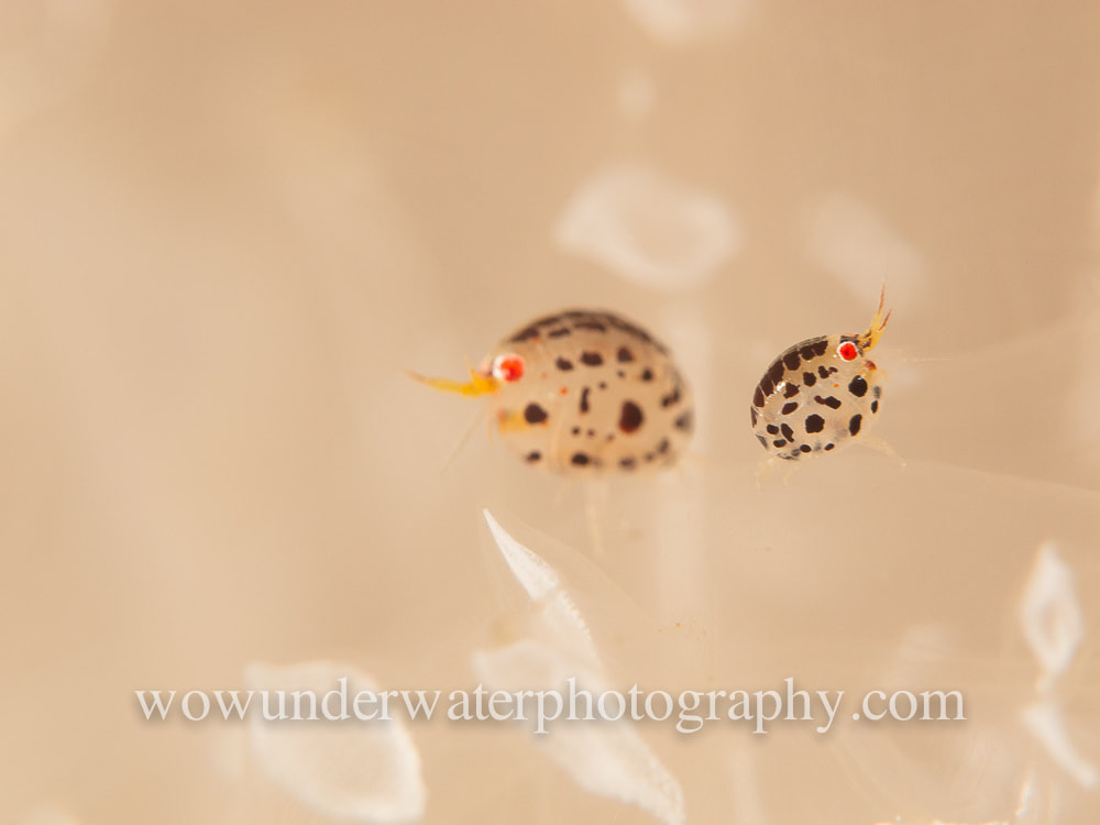 Ladybug Amphipod Pair on clear tunicate